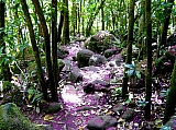 Kauai - Kalalau side trail