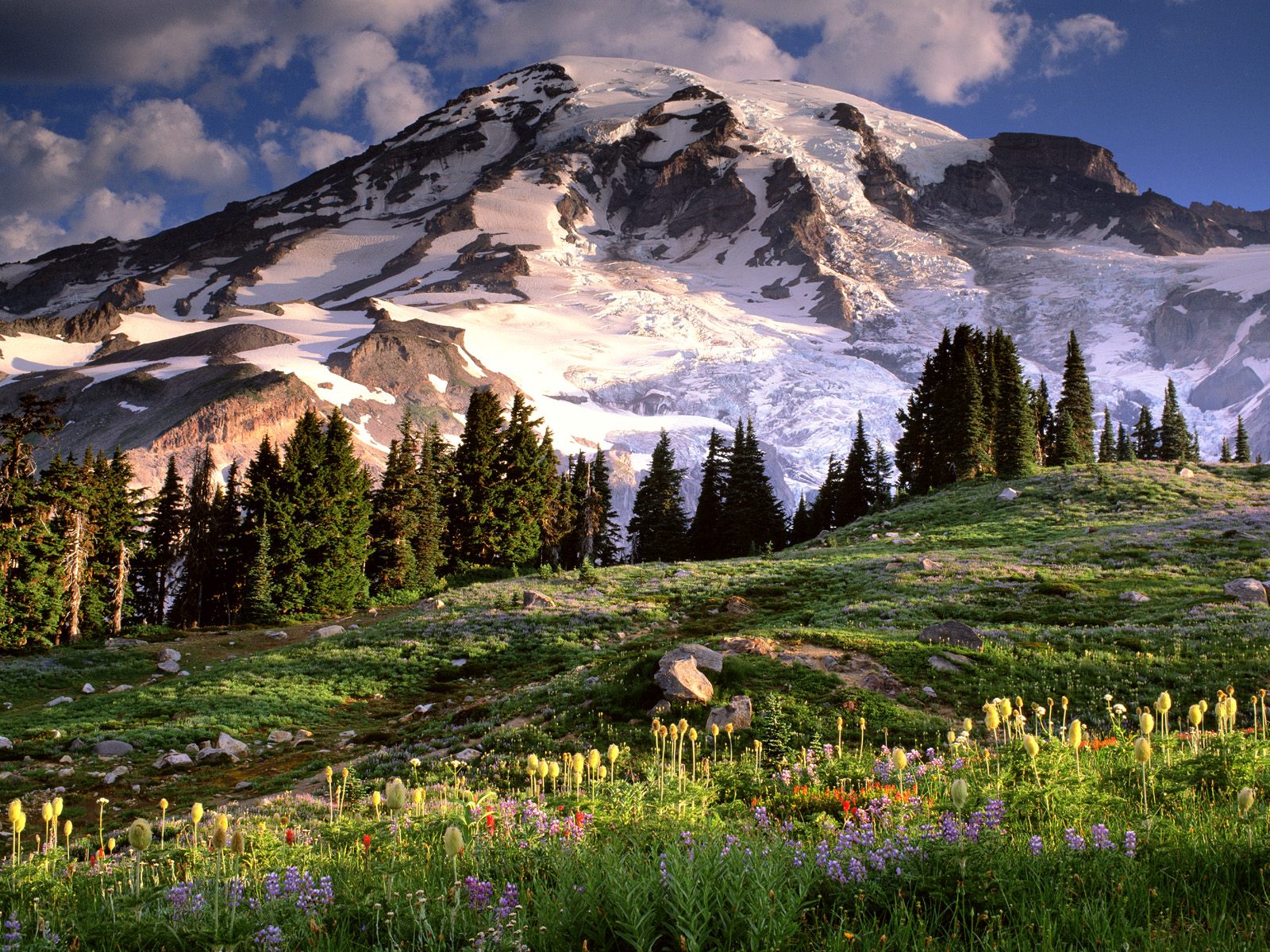 Blooming Wildflowers and Mount Rainier, Washington.jpg