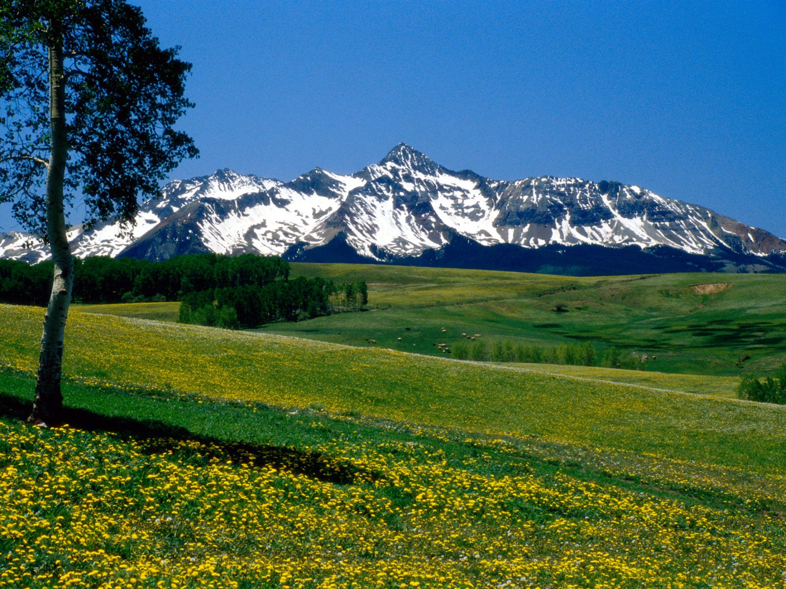 Full Bloom, San Juan Mountains, Colorado.jpg