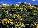 Arrowleaf Balsamroot, Boulder Mountain, Idaho.jpg