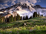 Blooming Wildflowers and Mount Rainier, Washington.jpg