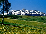Full Bloom, San Juan Mountains, Colorado.jpg
