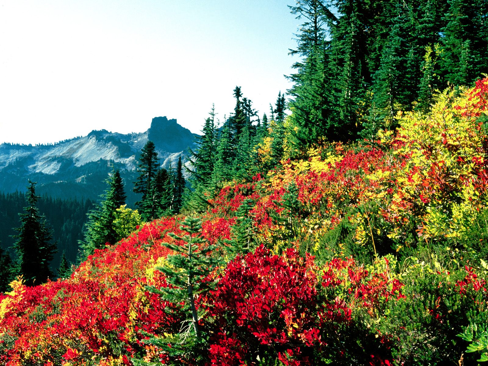 Subalpine Meadows at Paradise, Mt. Rainier, Washington.jpg