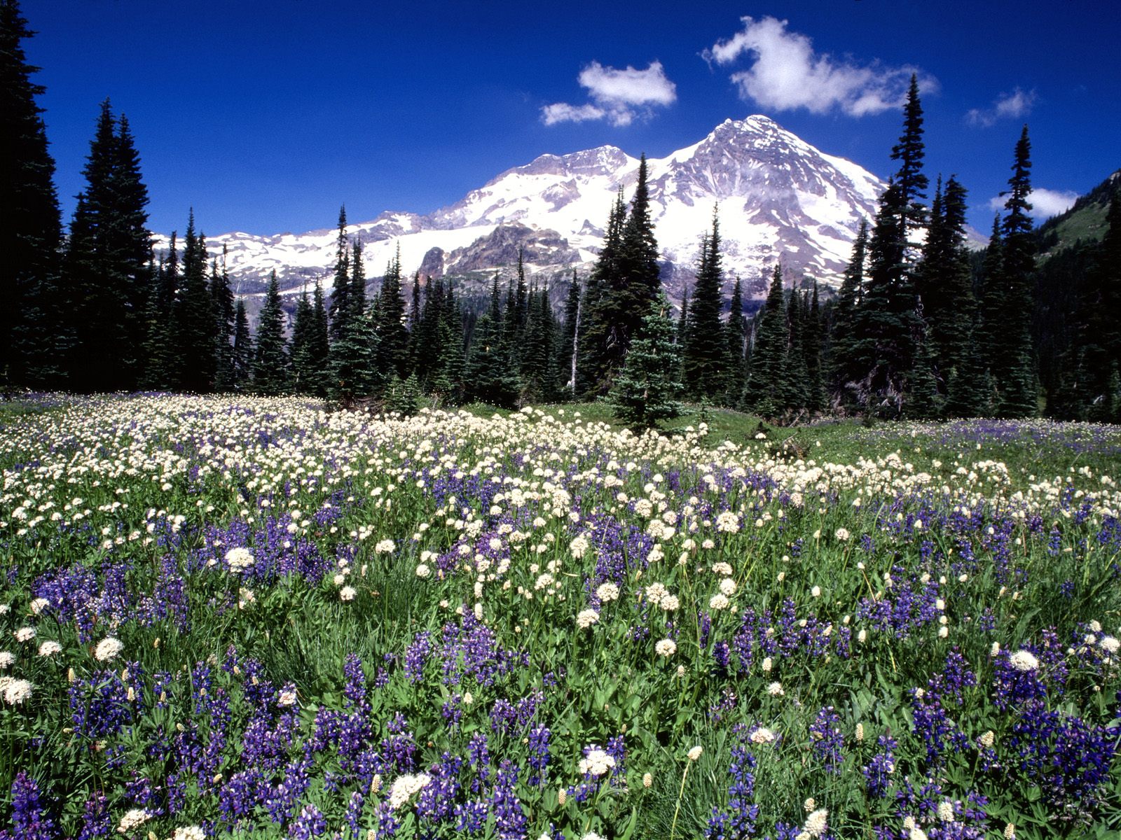 Summer Wildflowers, Mount Rainier, Washington.jpg