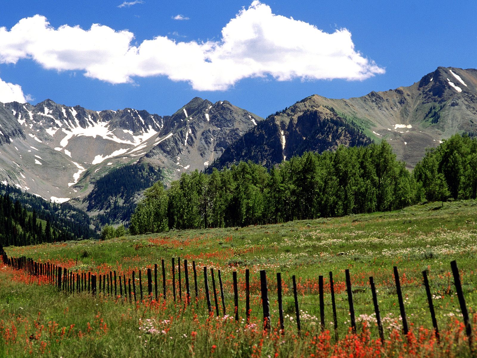 Wildflowers and Farm Fence, Outside Aspen, Colorado.jpg