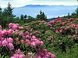 Rhododendrons, Roan Mountain, North Carolina.jpg
