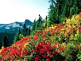 Subalpine Meadows at Paradise, Mt. Rainier, Washington.jpg