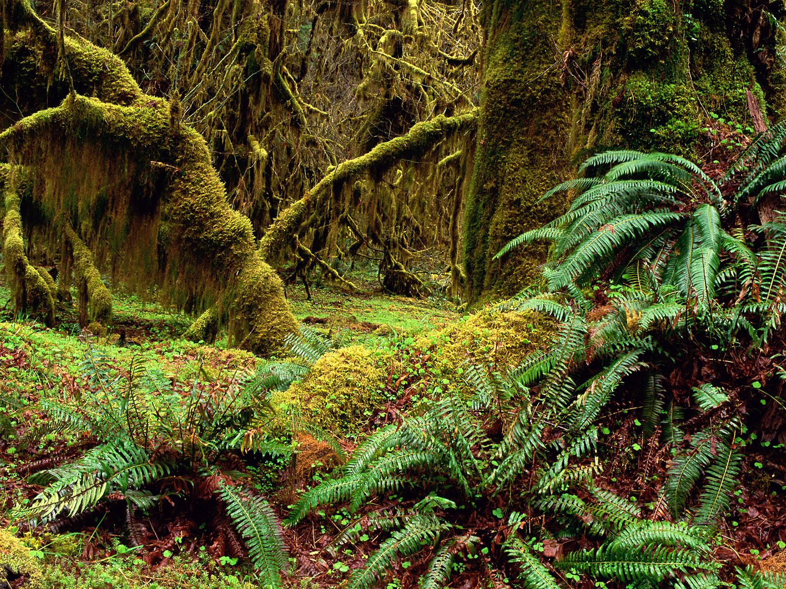 Hall of Mosses Trail, Olympic National Park, Washington.jpg