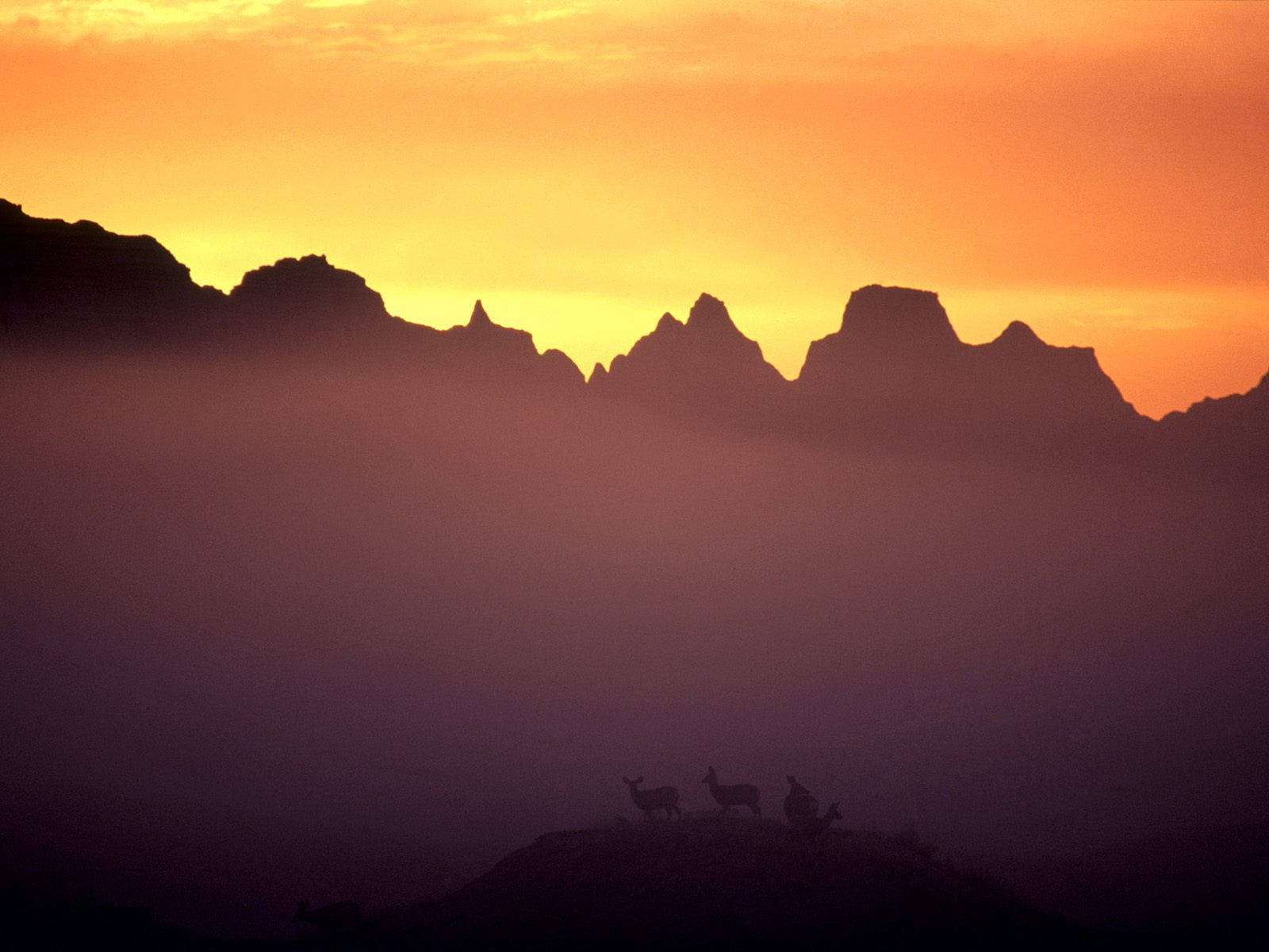 Mule Deer at Sunrise, Badlands, South Dakota.jpg