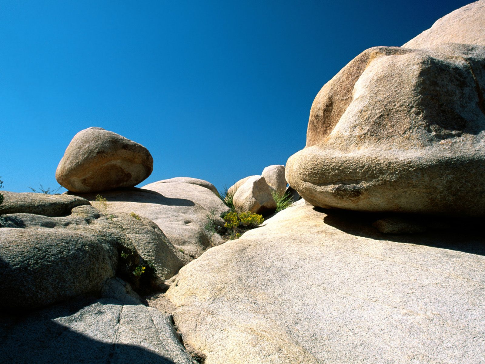 Nature's Canvas, Joshua Tree, California.jpg
