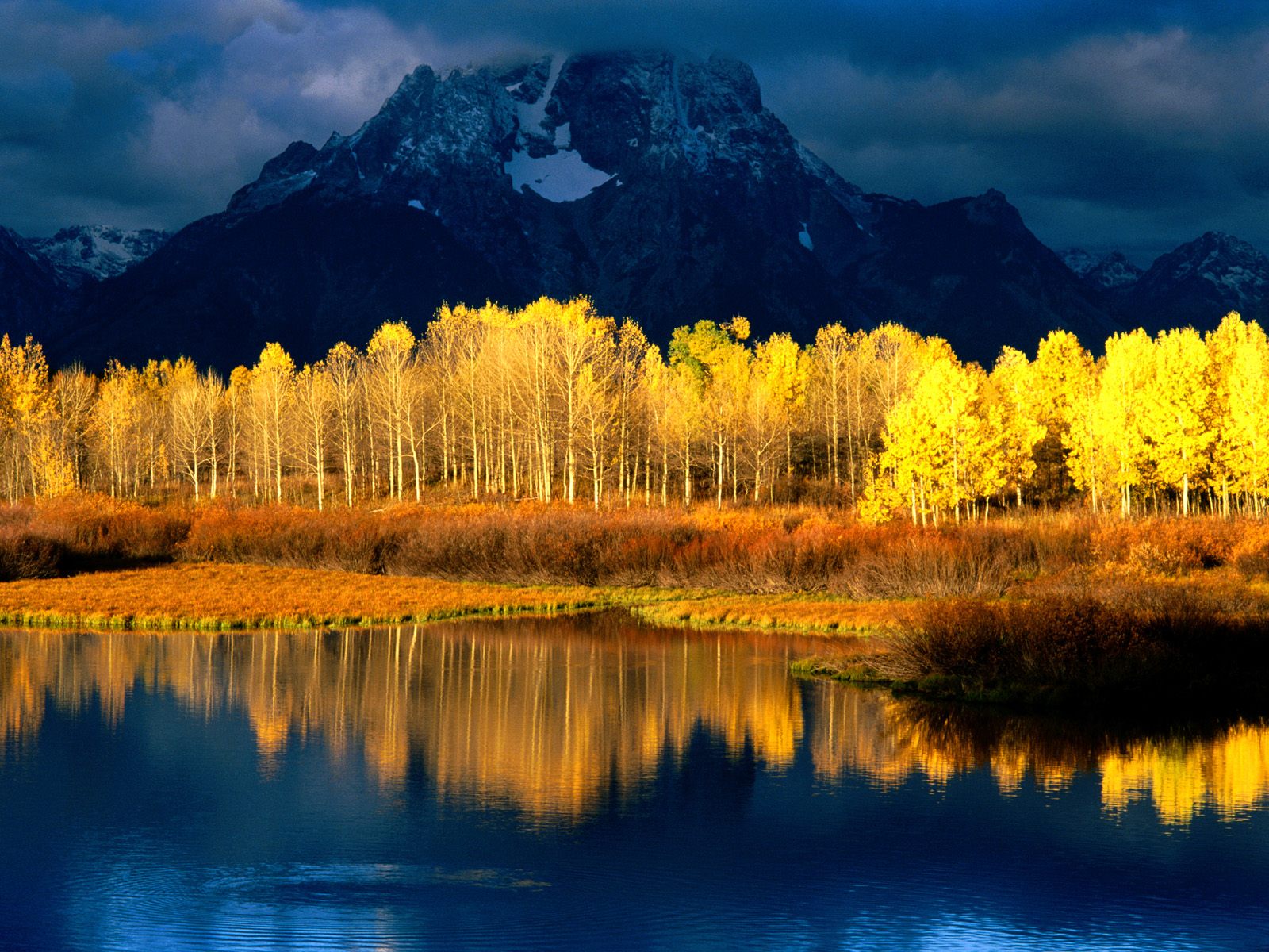 Quaking Aspen, Mount Moran, Grand Tetons, Wyoming.jpg