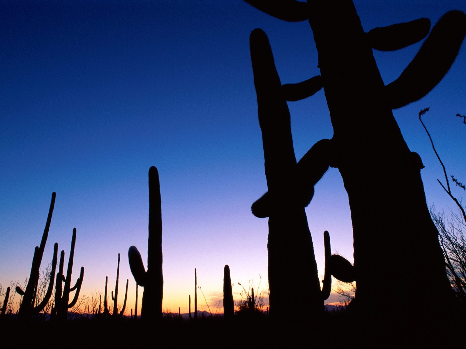 Saguaro National Park, Arizona.jpg