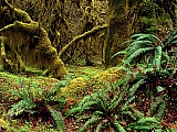 Hall of Mosses Trail, Olympic National Park, Washington.jpg