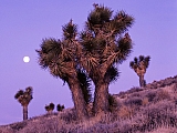 Moonrise Over Joshua Trees, Death Valley National Park, California.jpg