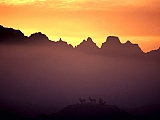 Mule Deer at Sunrise, Badlands, South Dakota.jpg