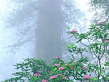 Rhododendron, Redwood National Park, California.jpg
