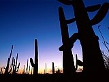 Saguaro National Park, Arizona.jpg