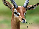 Gerenuk, Central Ethiopia